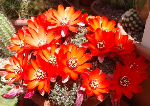 58-rebutia12.jpg